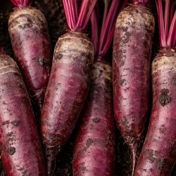 Betteraves en long, les plus sucrées pour la marinade!