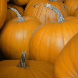 Variété de citrouilles pour potages ou tartes.