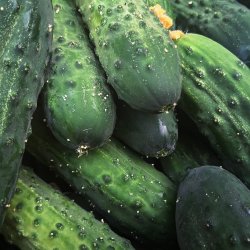 Nos concombres de style kirby font toujours fureurs!