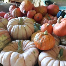 Courges pour cuisiner.