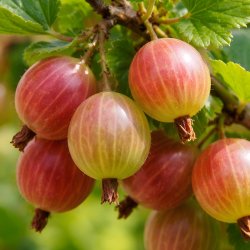 Fruit rare, excellent pour la confiture.