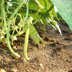 Fèves jaune ou verte de style fillet francais.