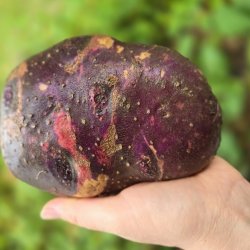 Patates non-lavées, pour une meilleur saveur et qualité.