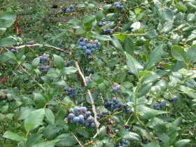 berry bush
