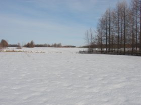 winter field