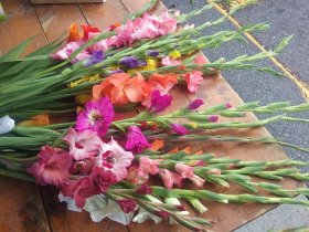 gladiolus