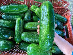 mega cucumber