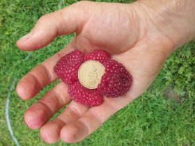 mega raspberries