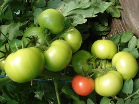 tomato plant