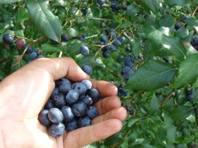 blueberry handful