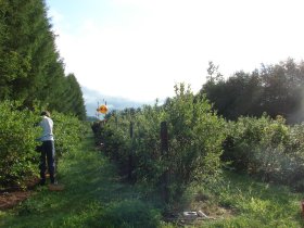 blueberry harvest