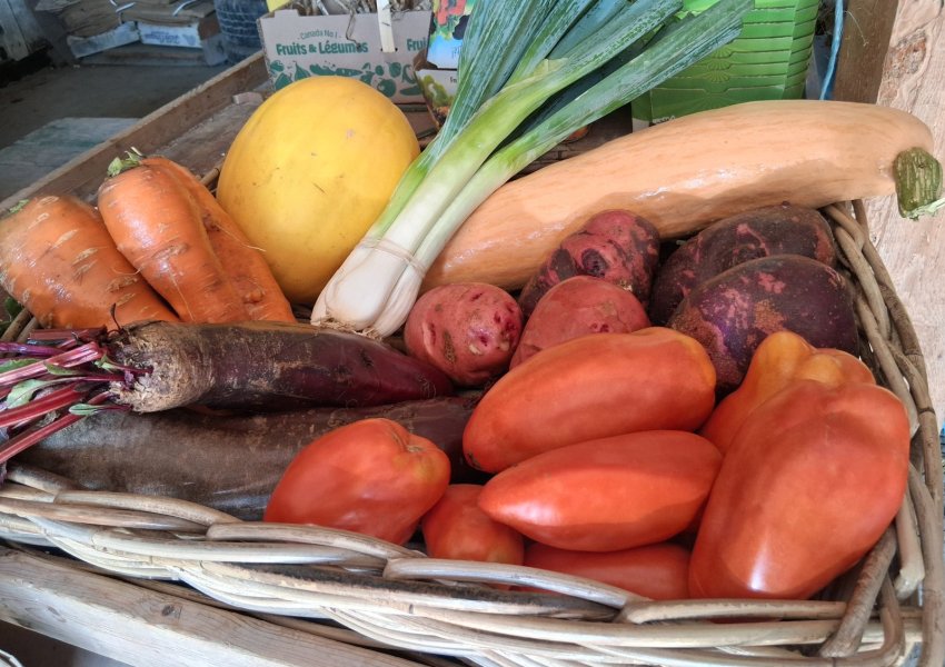 Autocueillette Bleuets