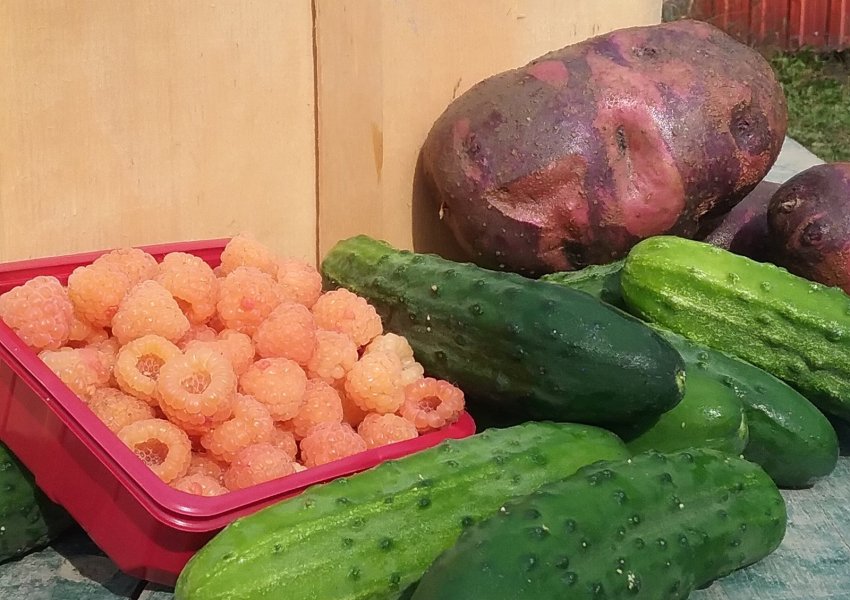 autocueillette bleuets à buter!