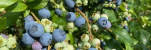 bleuetsfermede