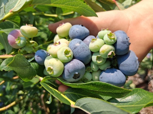 bleuetfermeger