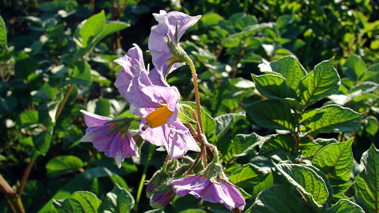 PotatoFlower