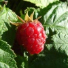 Rasberry