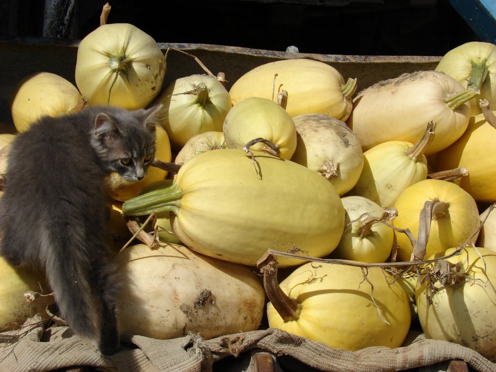 courges