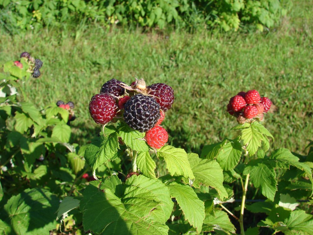 framboises