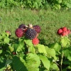 framboises