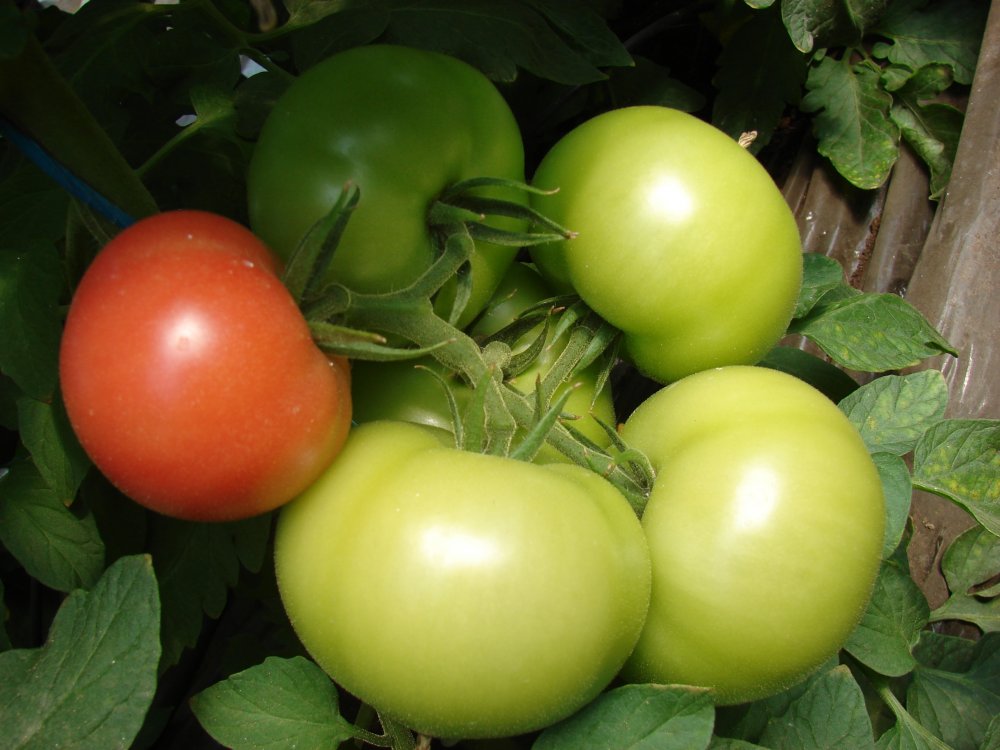 tomates