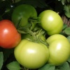 tomates